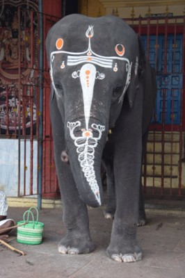 Välsignad av en elefant i Kanchipuram
